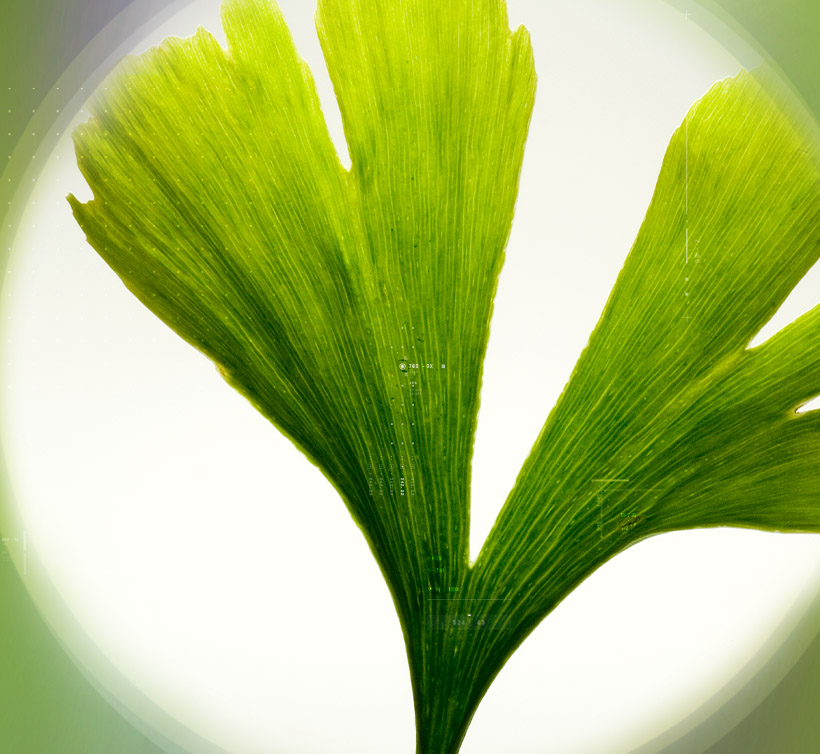 Ginkgoselect<sup>®</sup> Phytosome<sup>®</sup>