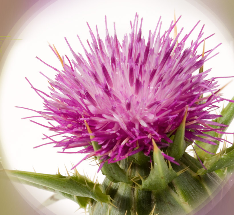 Silymarin Phytosome<sup>®</sup>