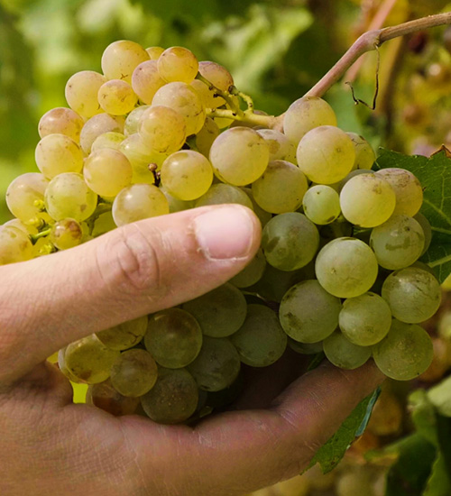 Indena & Alvinesa come together for the new Enovita<sup><sup>®</sup></sup> Organic