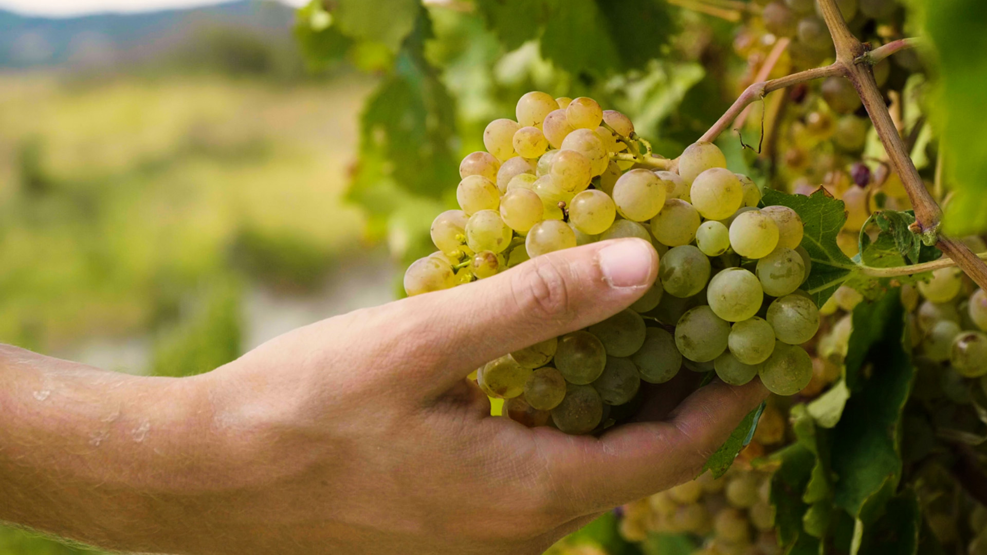 Indena & Alvinesa come together for the new Enovita<sup><sup>®</sup></sup> Organic