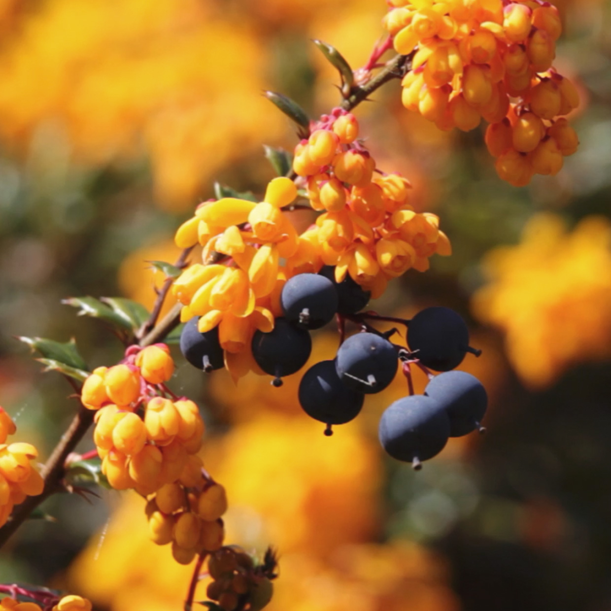 Berbevis<sup>®</sup> into action