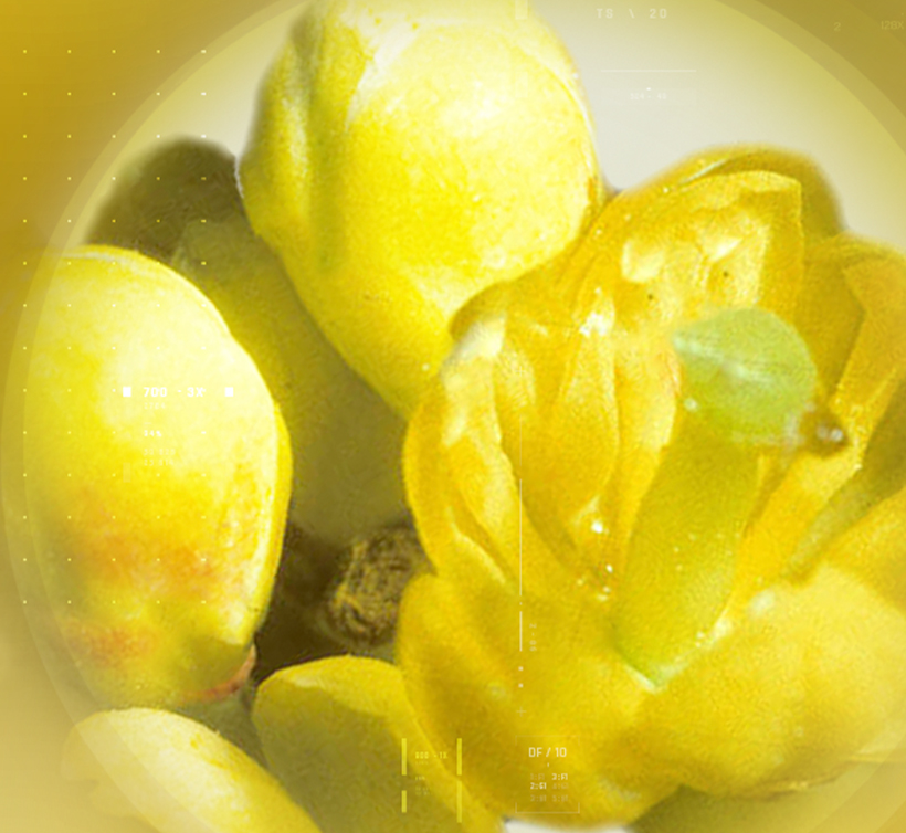 Berbevis<sup><sup>®</sup></sup>