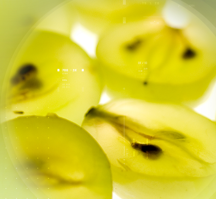 エノビータ<sup><sup>®</sup></sup> オーガニック