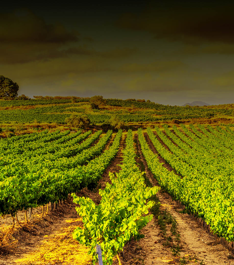 Enovita<sup><sup>®</sup></sup> Organic