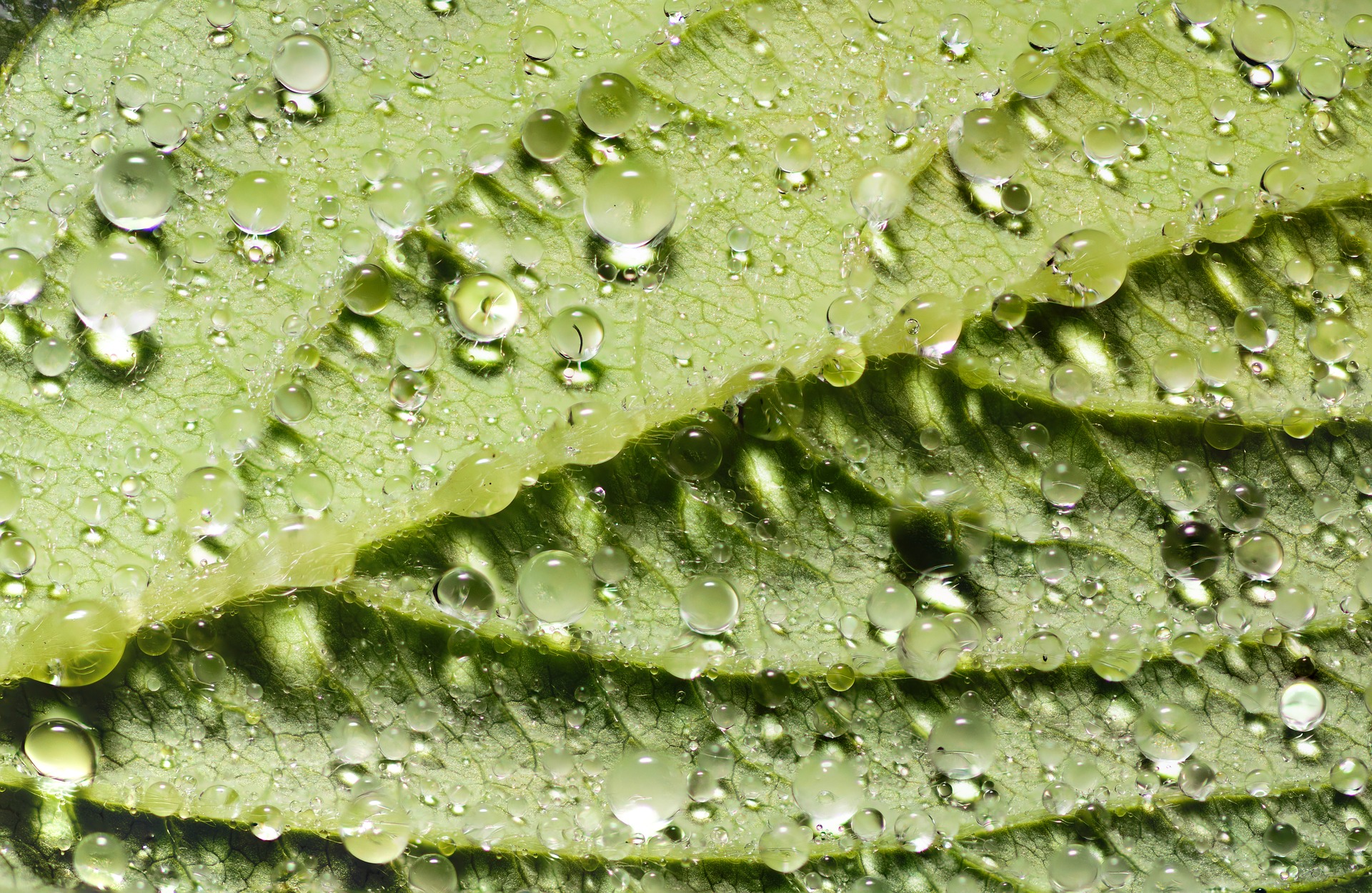 Indena sponsors the 1st Joint meeting on Natural Products Pharmacology SIF – SIPHAR – IMGNPP