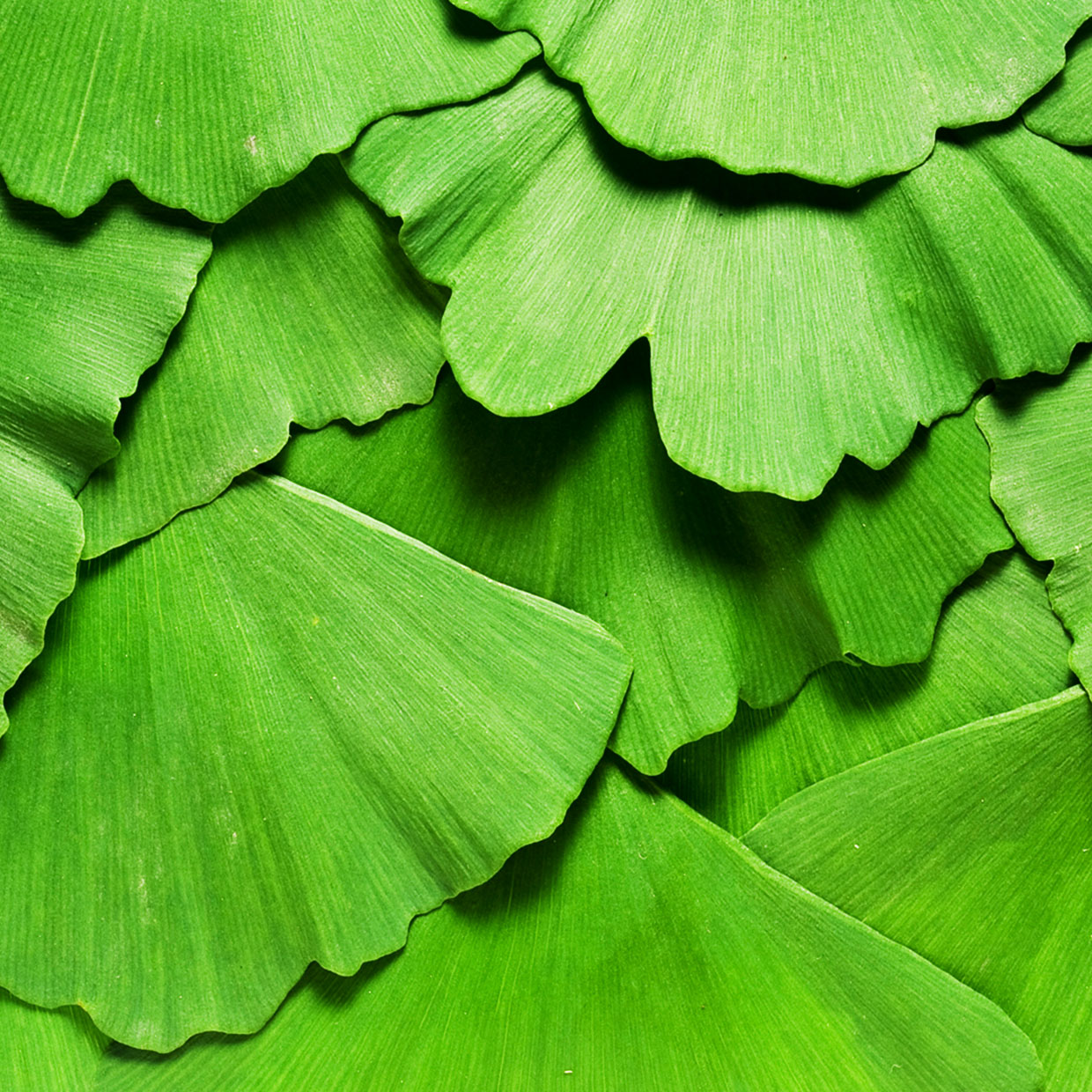 集中し、記憶し、より高いパフォーマンスを発揮する。