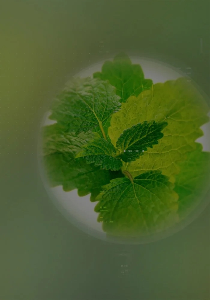 Sleep well and live better with Relissa™, a new Melissa officinalis extract<br>