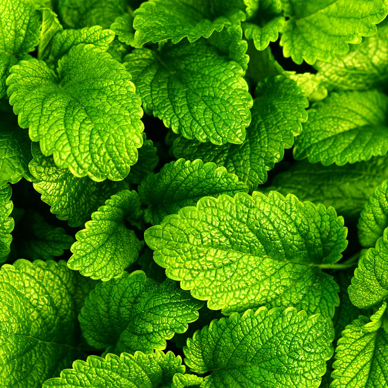 Relissa™ into action