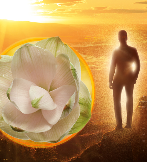 Meriva<sup>®</sup> Kidneys ADV