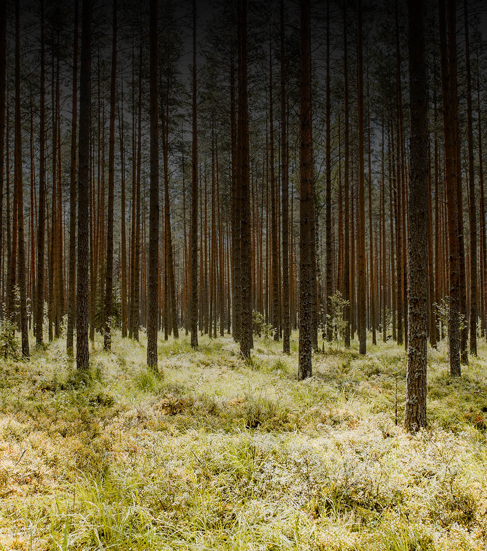 Mirtoselect<sup>®</sup>