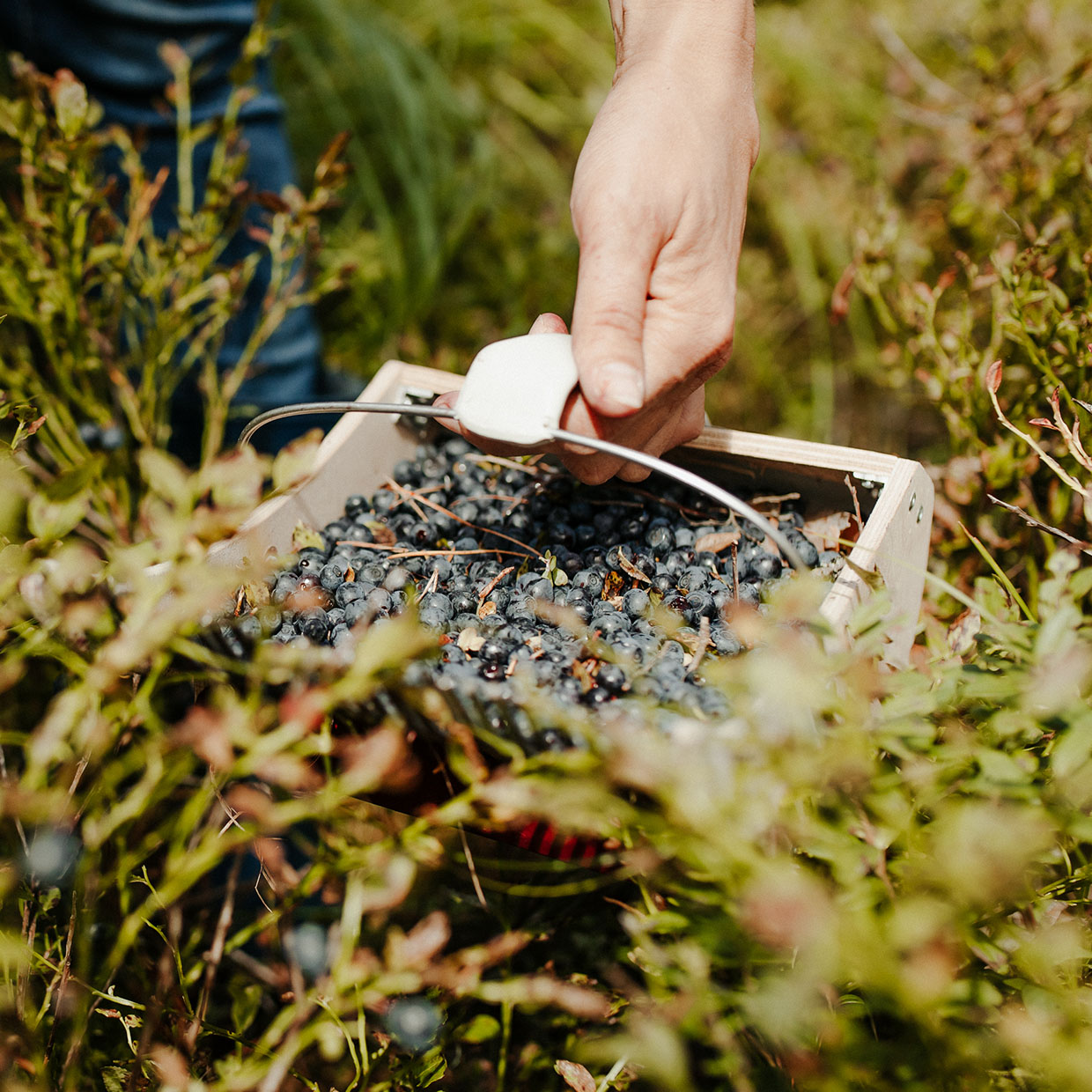 sustainable-choice-box