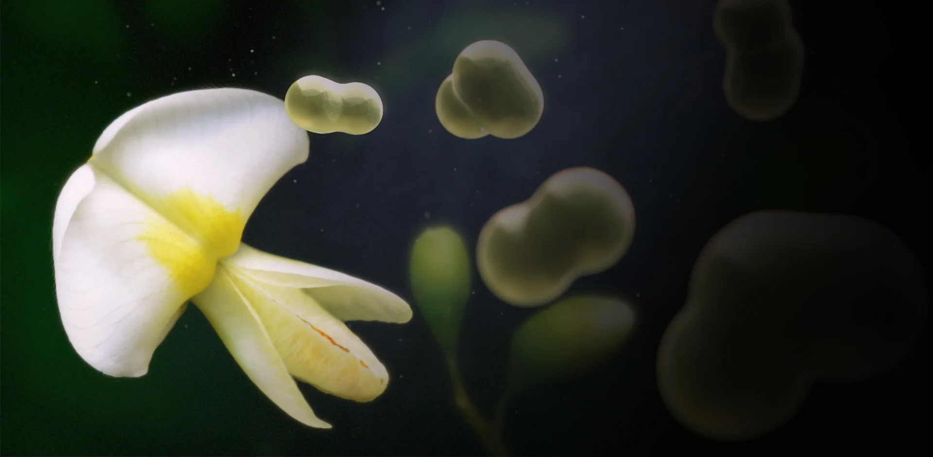 ENHANCING<br>THE POWER OF PHYTONUTRIENTS