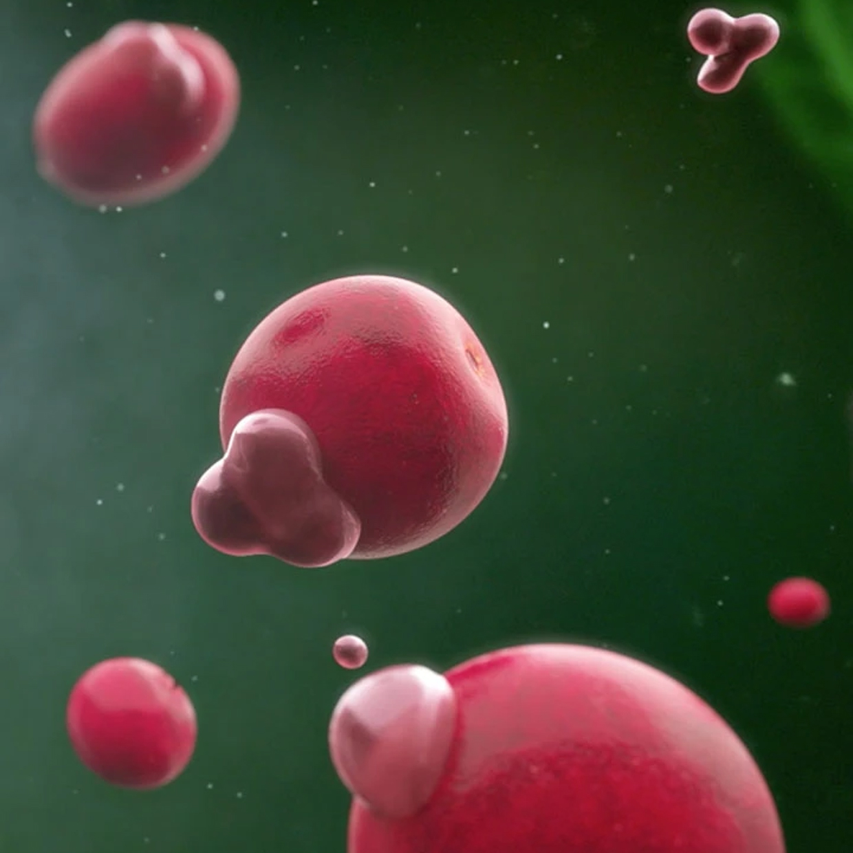 Find out how Anthocran<sup>®</sup> Phytosome<sup>®</sup> <br>is one step beyond