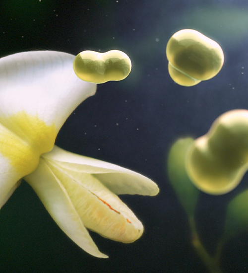 Phytosome<sup><sup>®</sup></sup> ADV