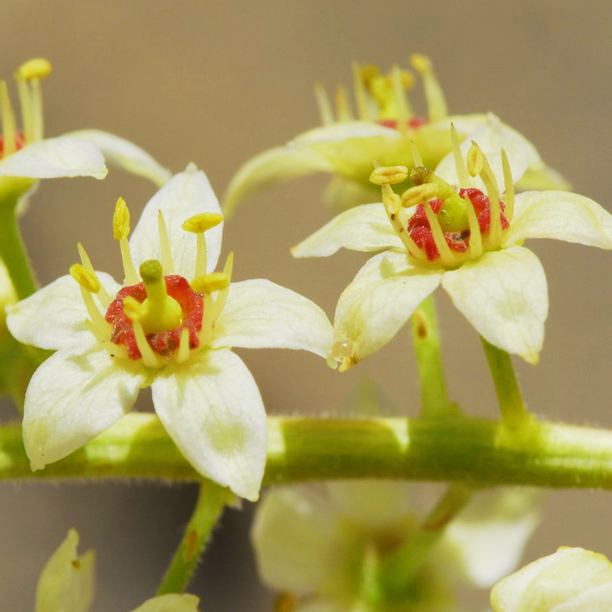 CUBO<sup>™</sup> into action