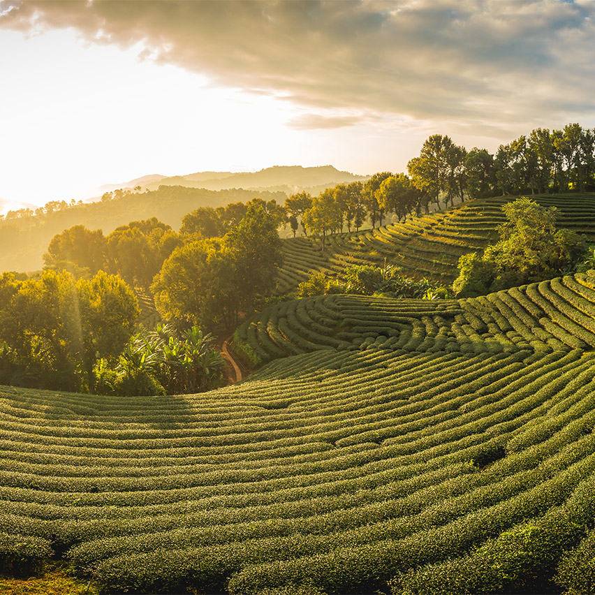 IMG-2_Biodiversity-Loss-Cultivated-Species_shutterstock_1797125569