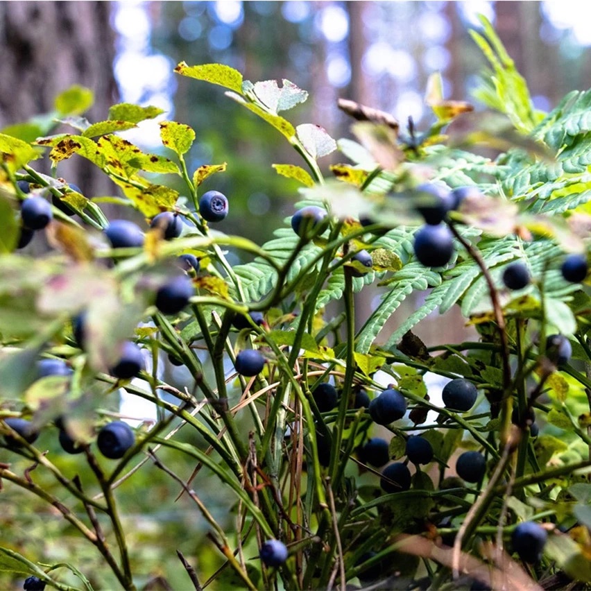 Mirtoselect<sup>®</sup><br>The Fully Circular Bilberry Extract