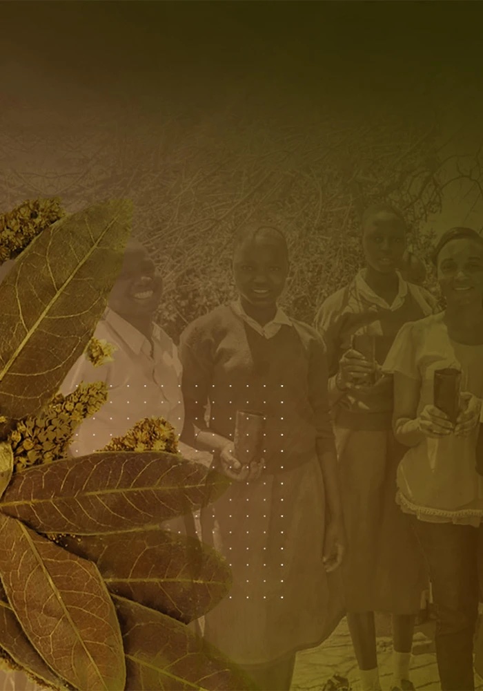 The Terminalia sericea project