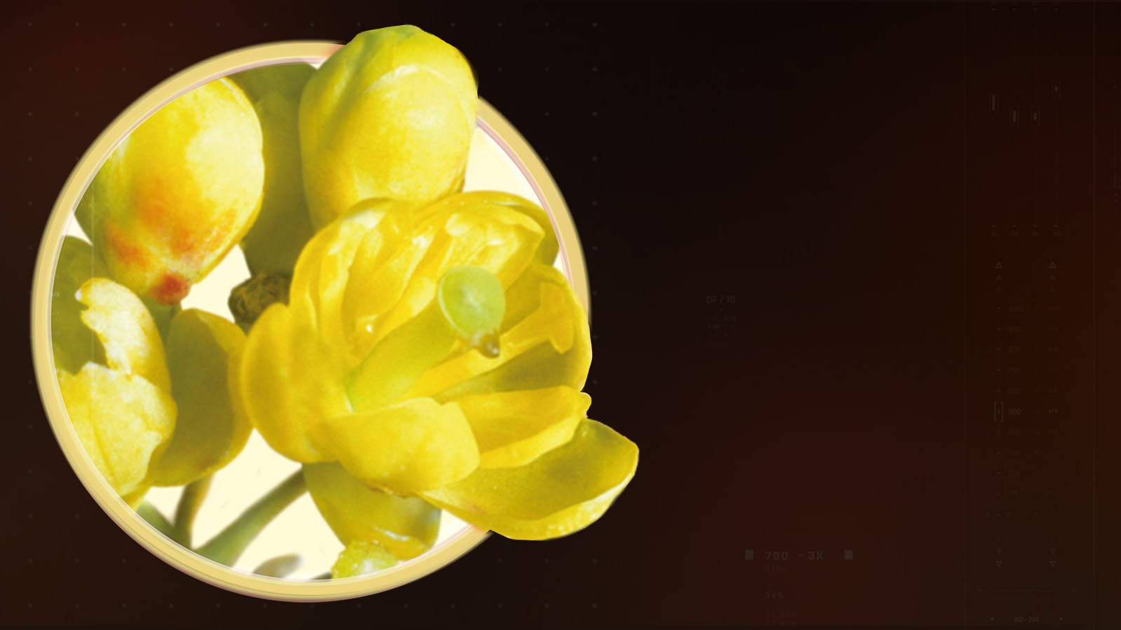 berbevis-slider-dsk-1600×900