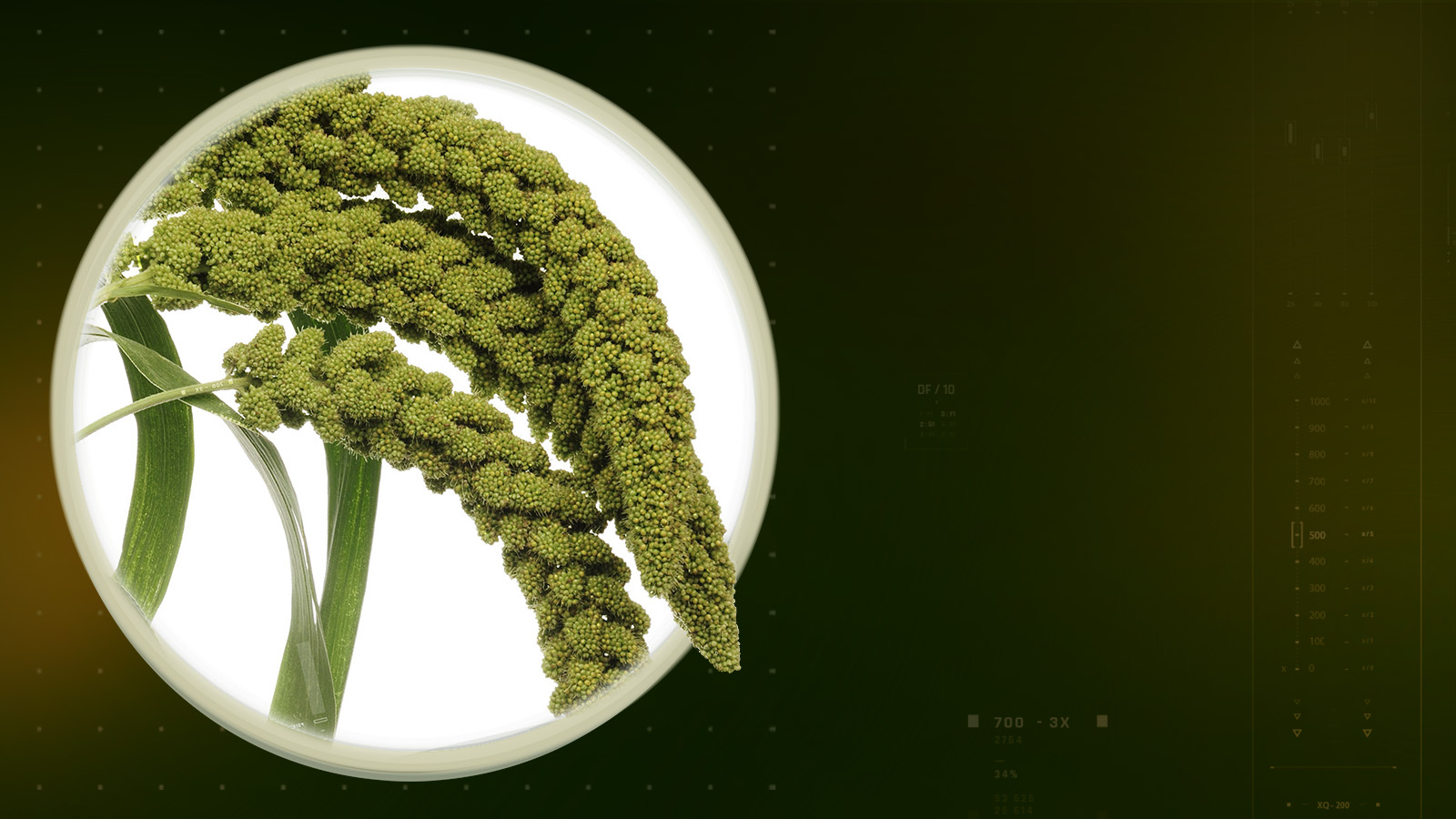 millet-slider-dsk-1600×900